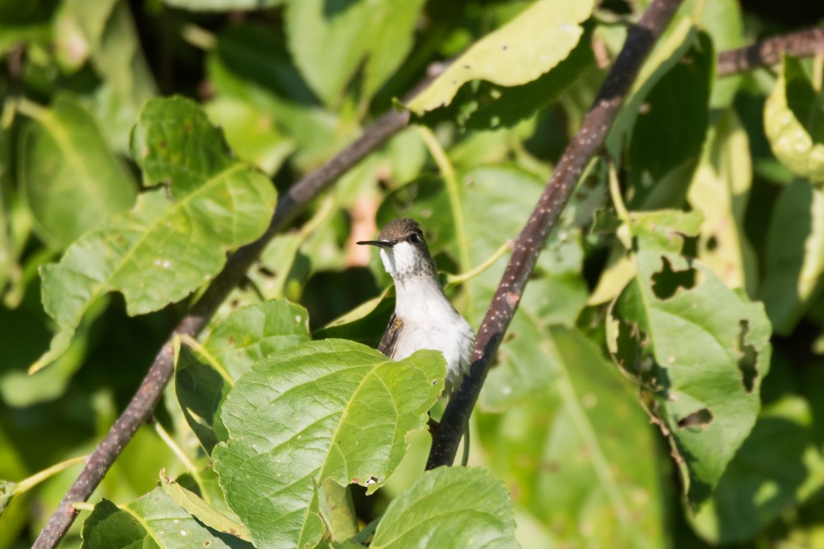 Yakut Boğazlı Kolibri - ML624027108