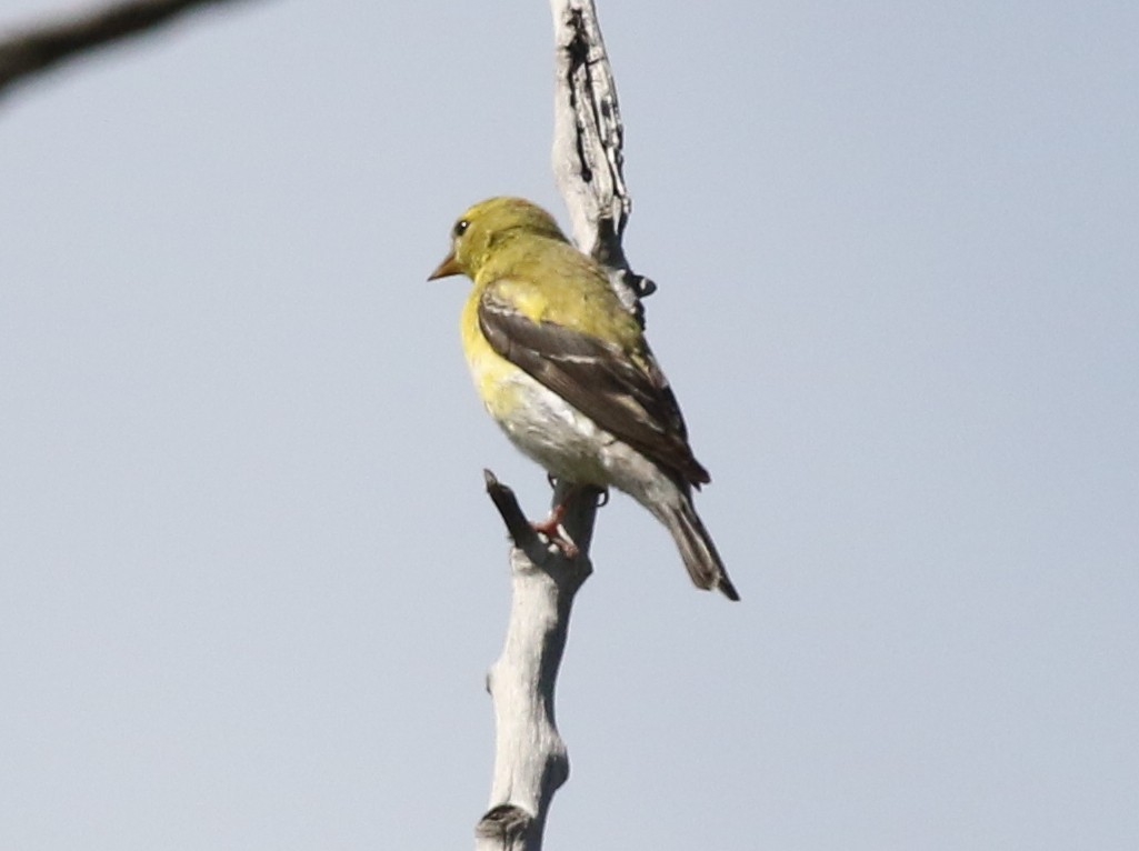 American Goldfinch - ML624027109