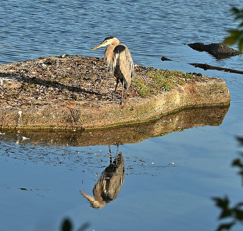 Great Blue Heron - ML624027112