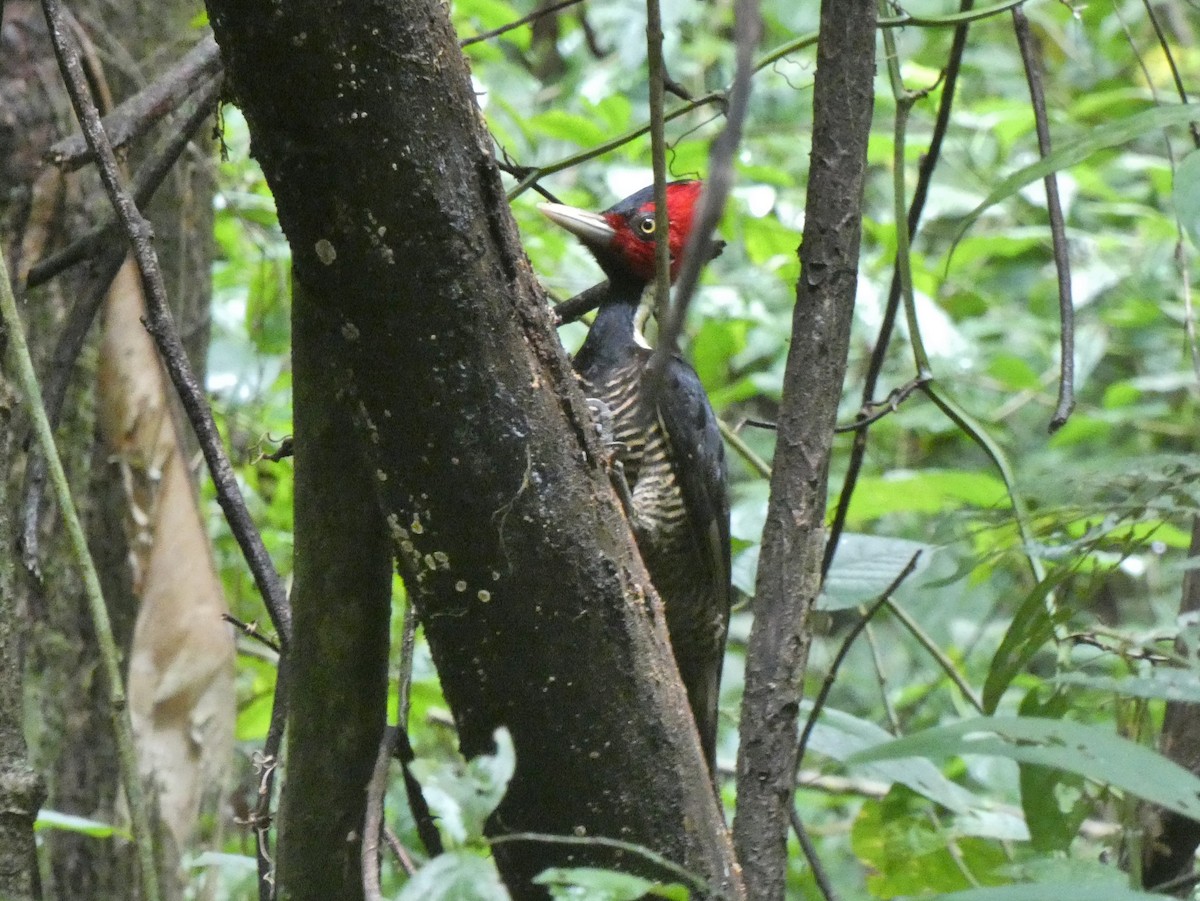 Pale-billed Woodpecker - ML624027113