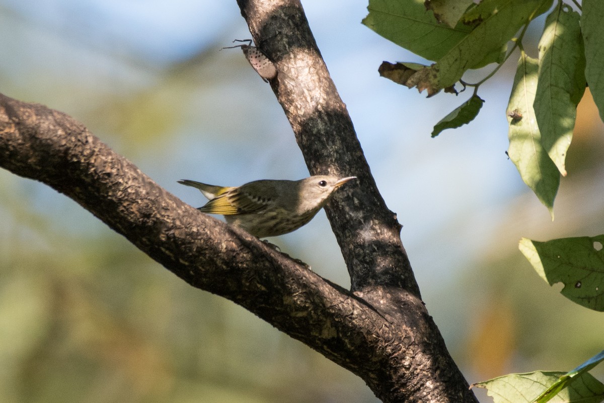 Cape May Warbler - ML624027114