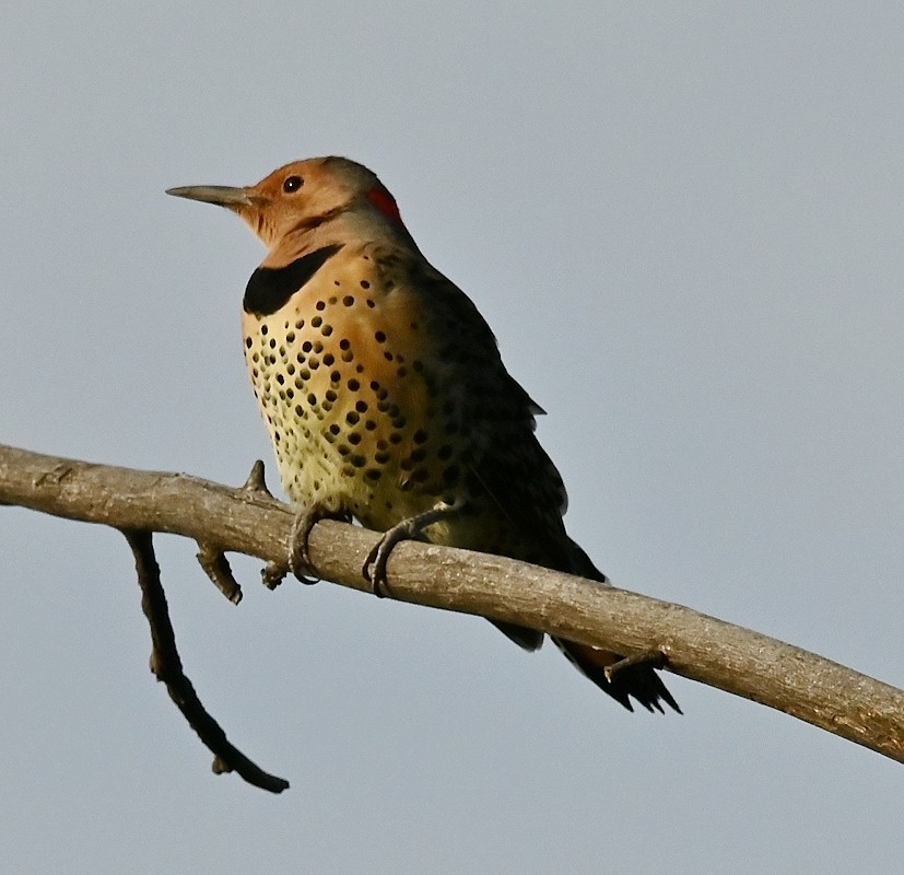 Northern Flicker - ML624027116