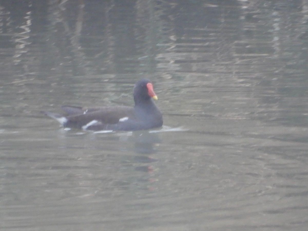 Gallinule poule-d'eau - ML624027117