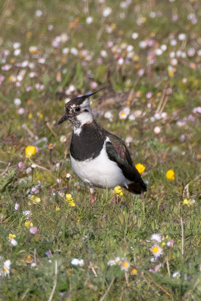 Northern Lapwing - ML624027134