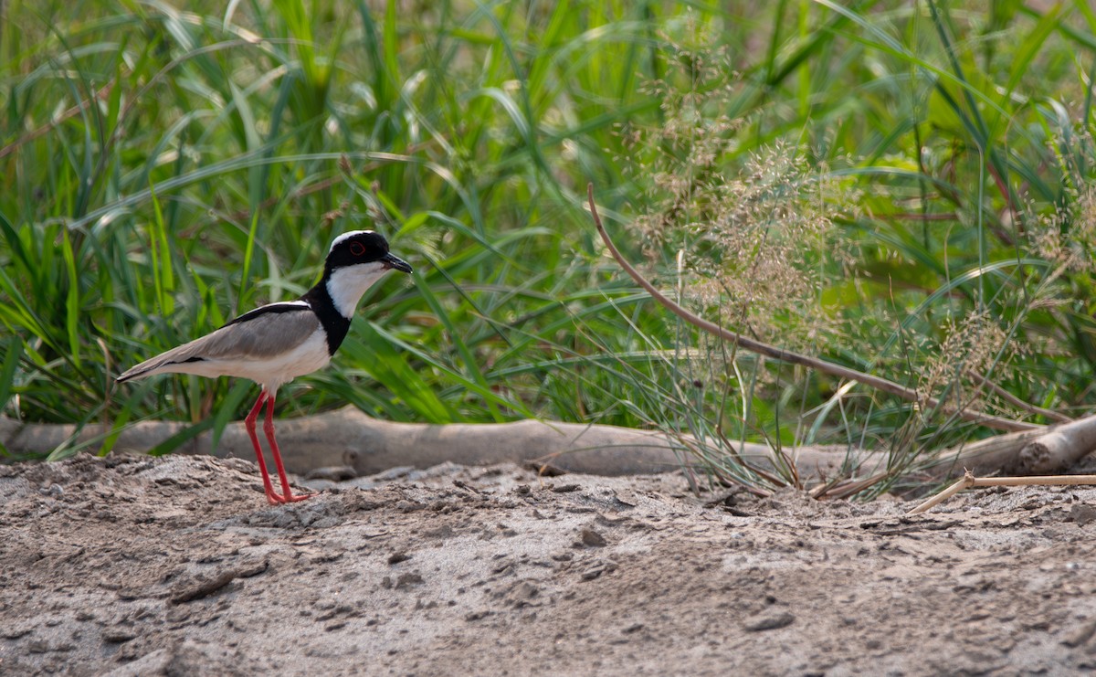 Pied Plover - ML624027135