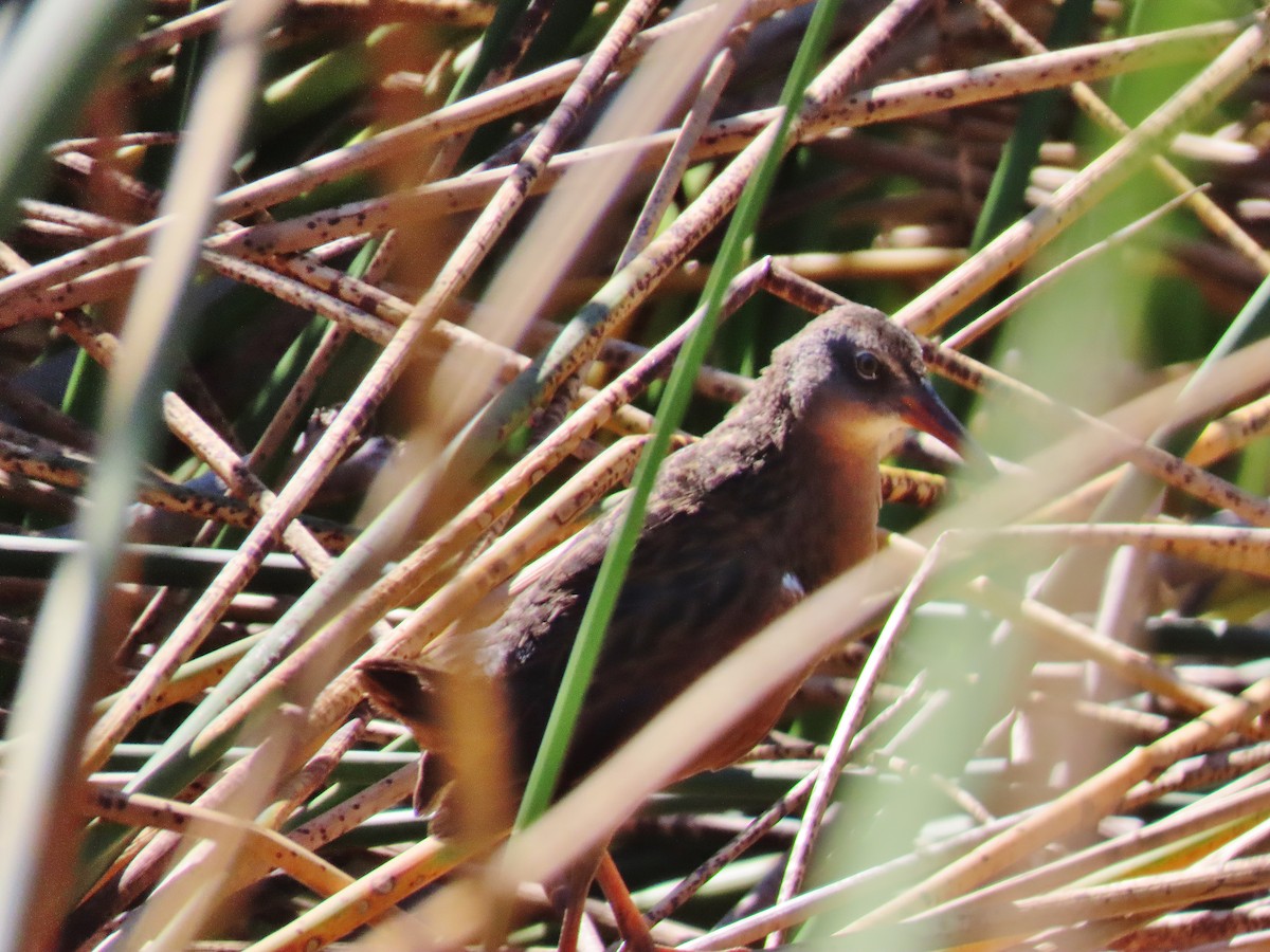 Virginia Rail - ML624027137