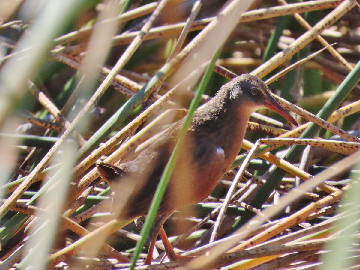 Virginia Rail - ML624027138