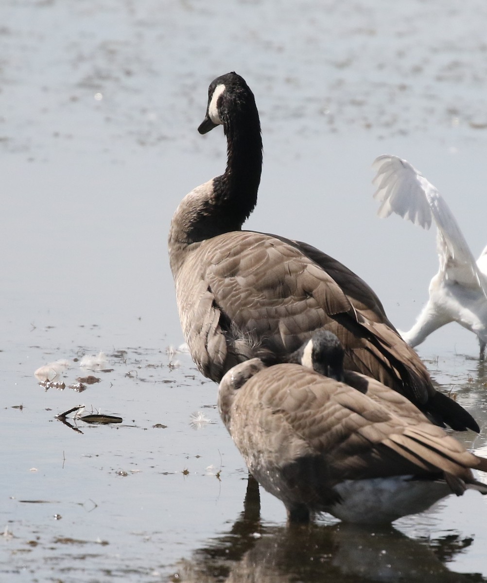 Canada Goose - ML624027139