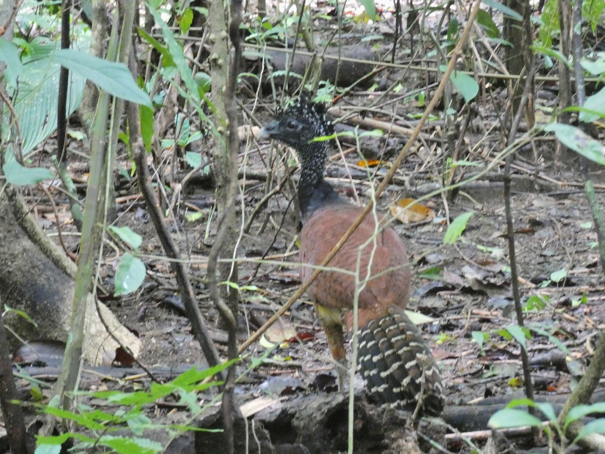 Great Curassow - ML624027140