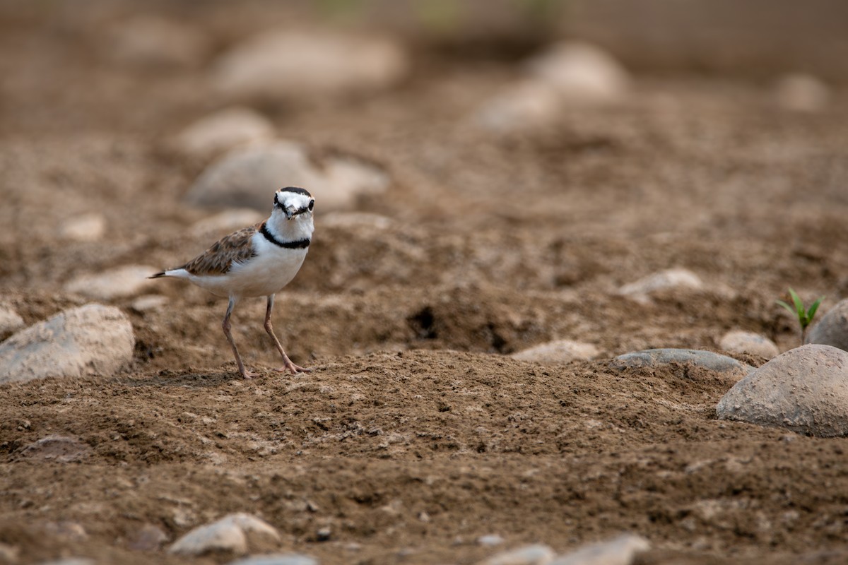 Collared Plover - ML624027141