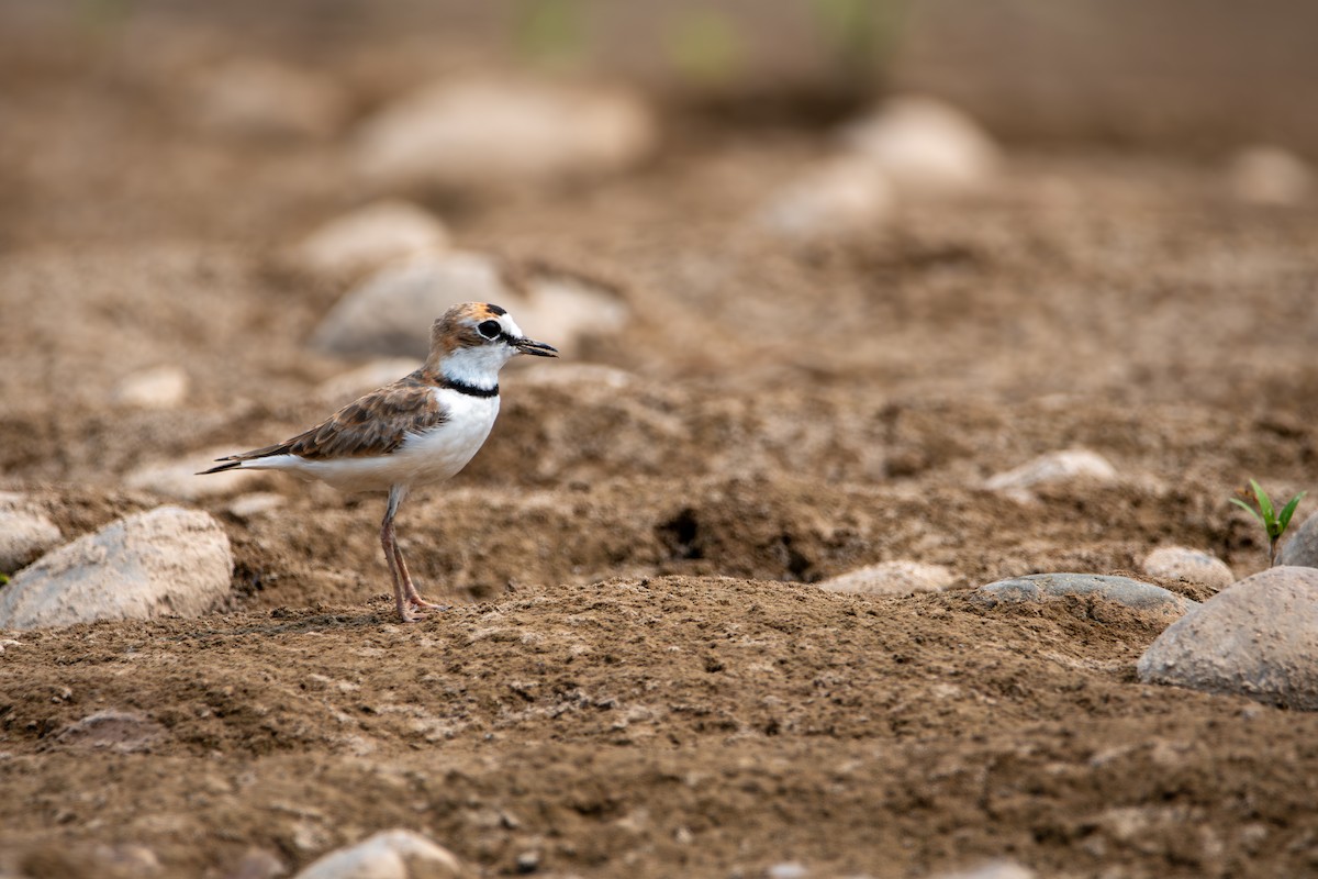 Collared Plover - ML624027142