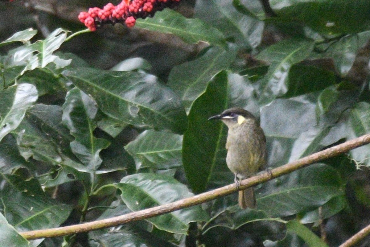 Lewin's Honeyeater - ML624027143