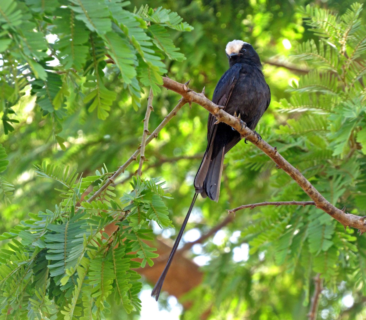 Long-tailed Tyrant - ML624027144