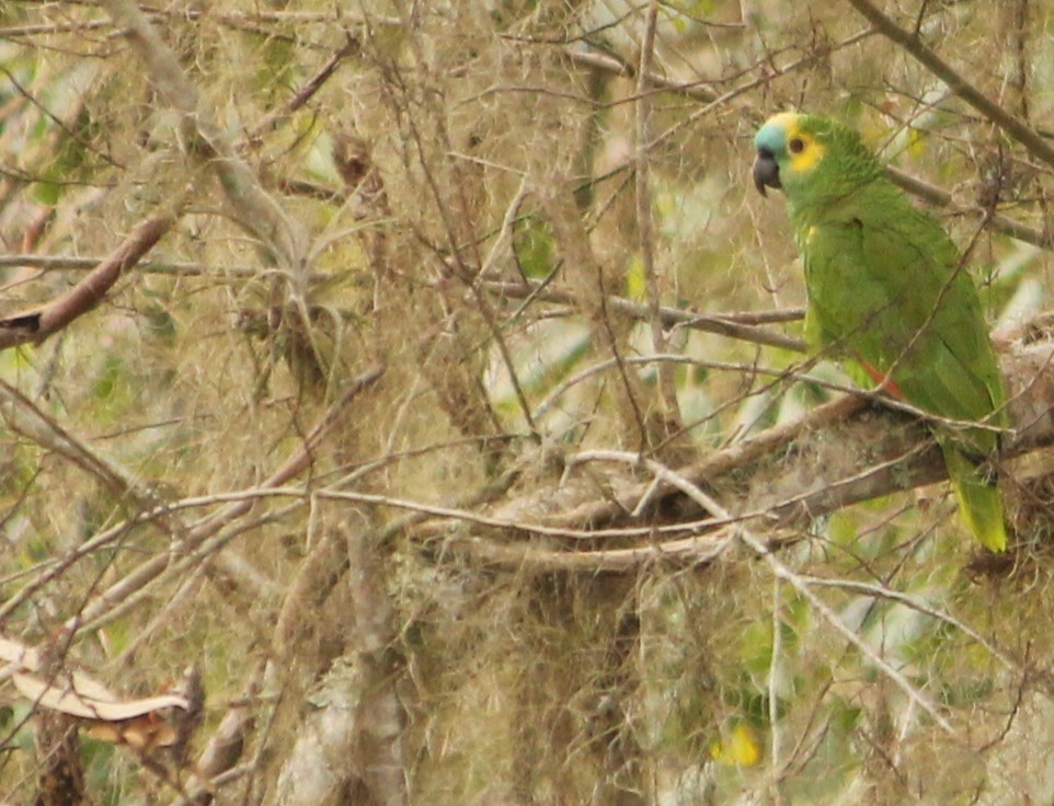 Turquoise-fronted Parrot - ML624027146