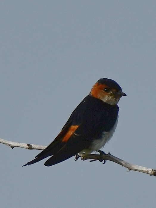 Red-rumped Swallow - Zarine Singh