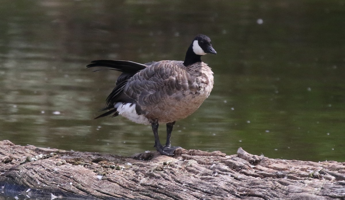 Cackling Goose - ML624027149