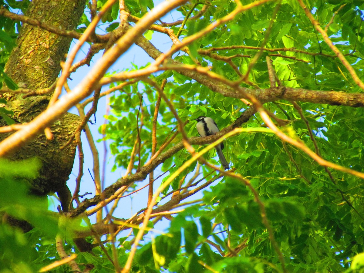 Japanese Tit - ML624027150