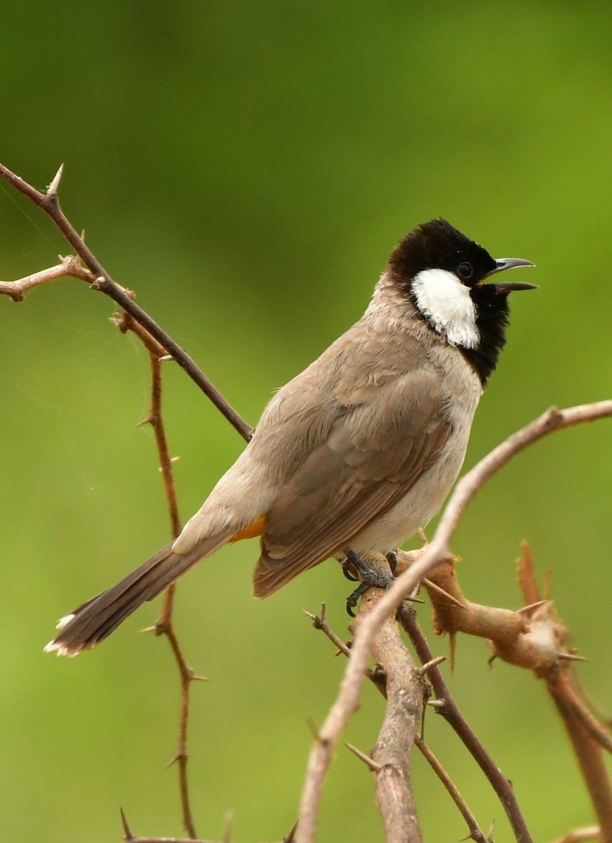 White-eared Bulbul - ML624027152