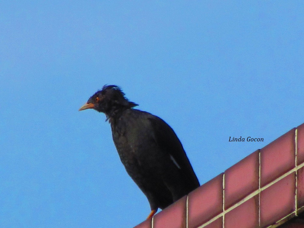 Crested Myna - ML624027153