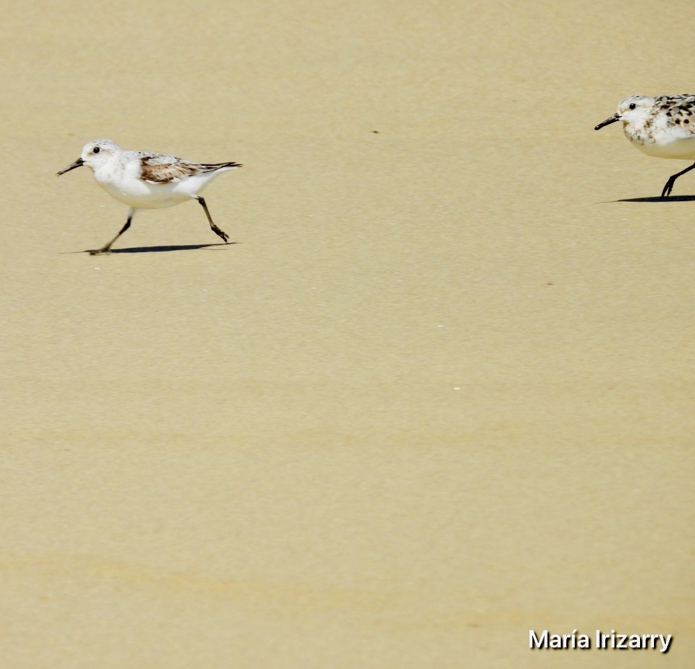 Sanderling - ML624027157