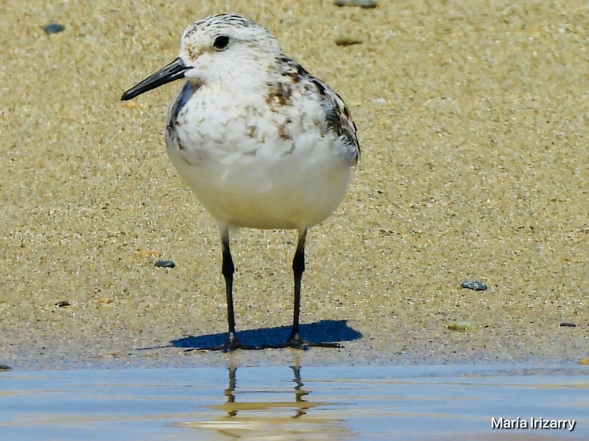 Sanderling - ML624027158