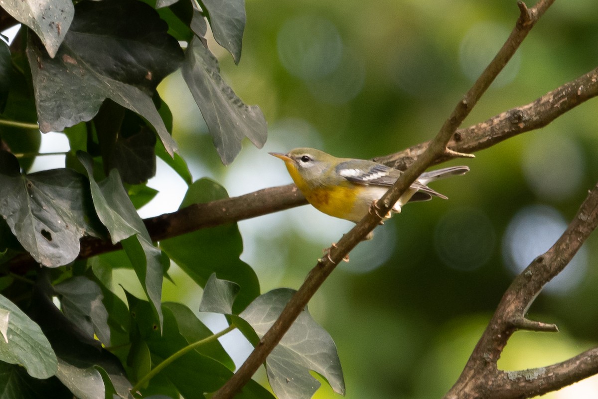 Northern Parula - ML624027159