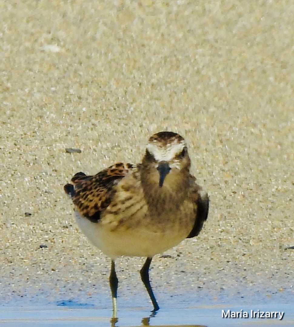 Least Sandpiper - ML624027161