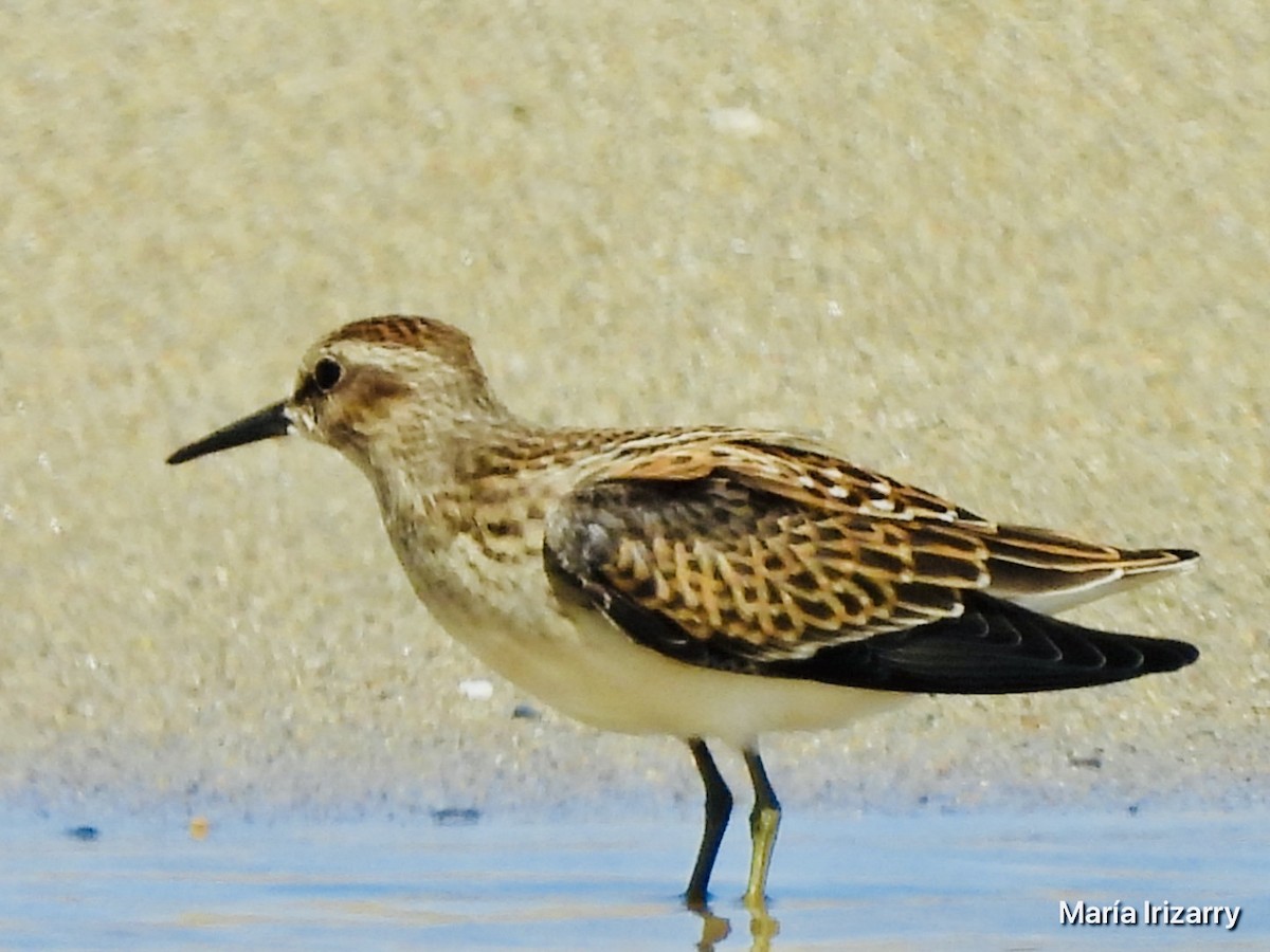 Least Sandpiper - ML624027163