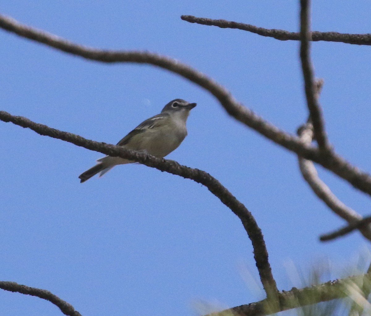 Plumbeous Vireo - ML624027180