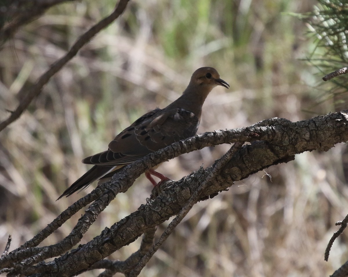 Mourning Dove - ML624027186