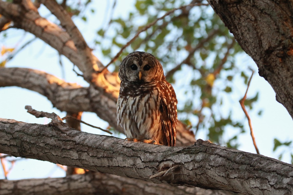 Barred Owl - ML624027190