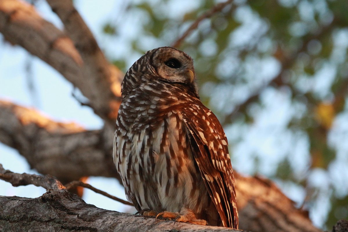 Barred Owl - ML624027193