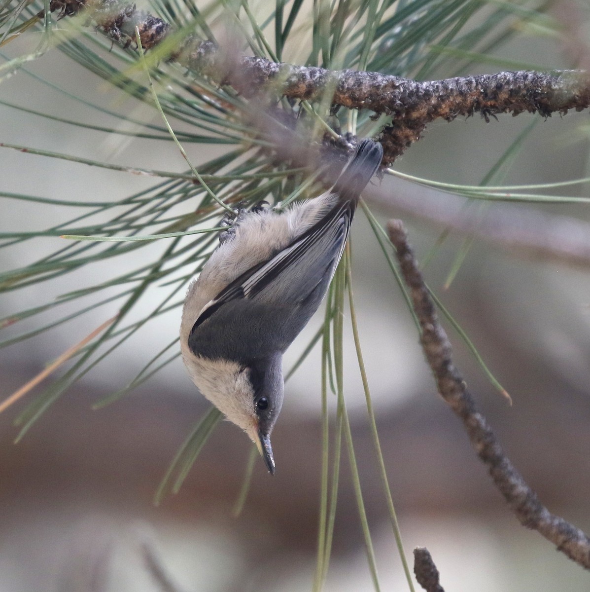 Pygmy Nuthatch - ML624027194