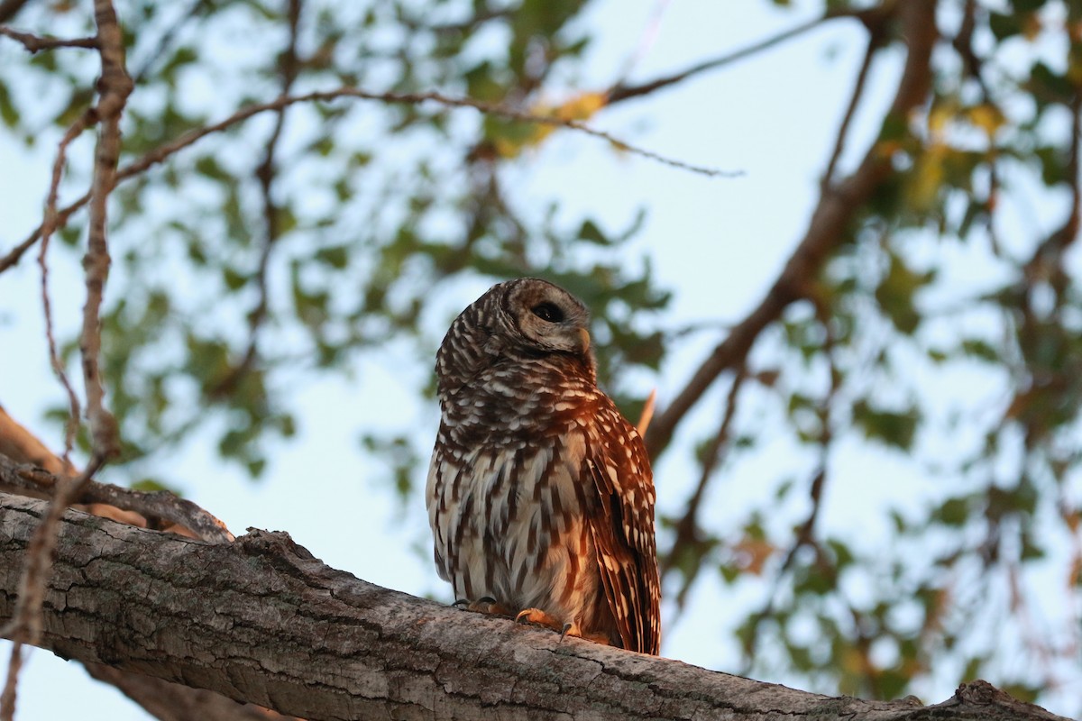 Barred Owl - ML624027195