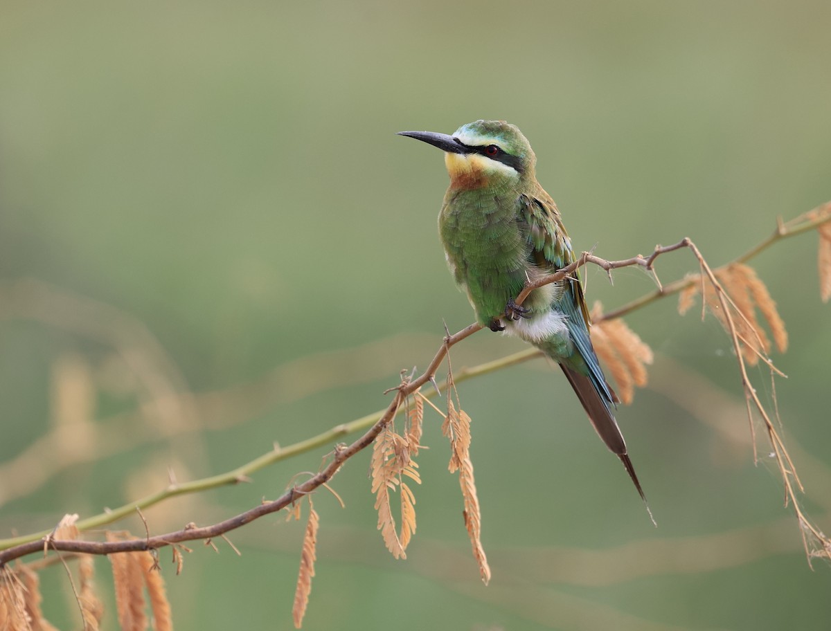 Blue-cheeked Bee-eater - ML624027199