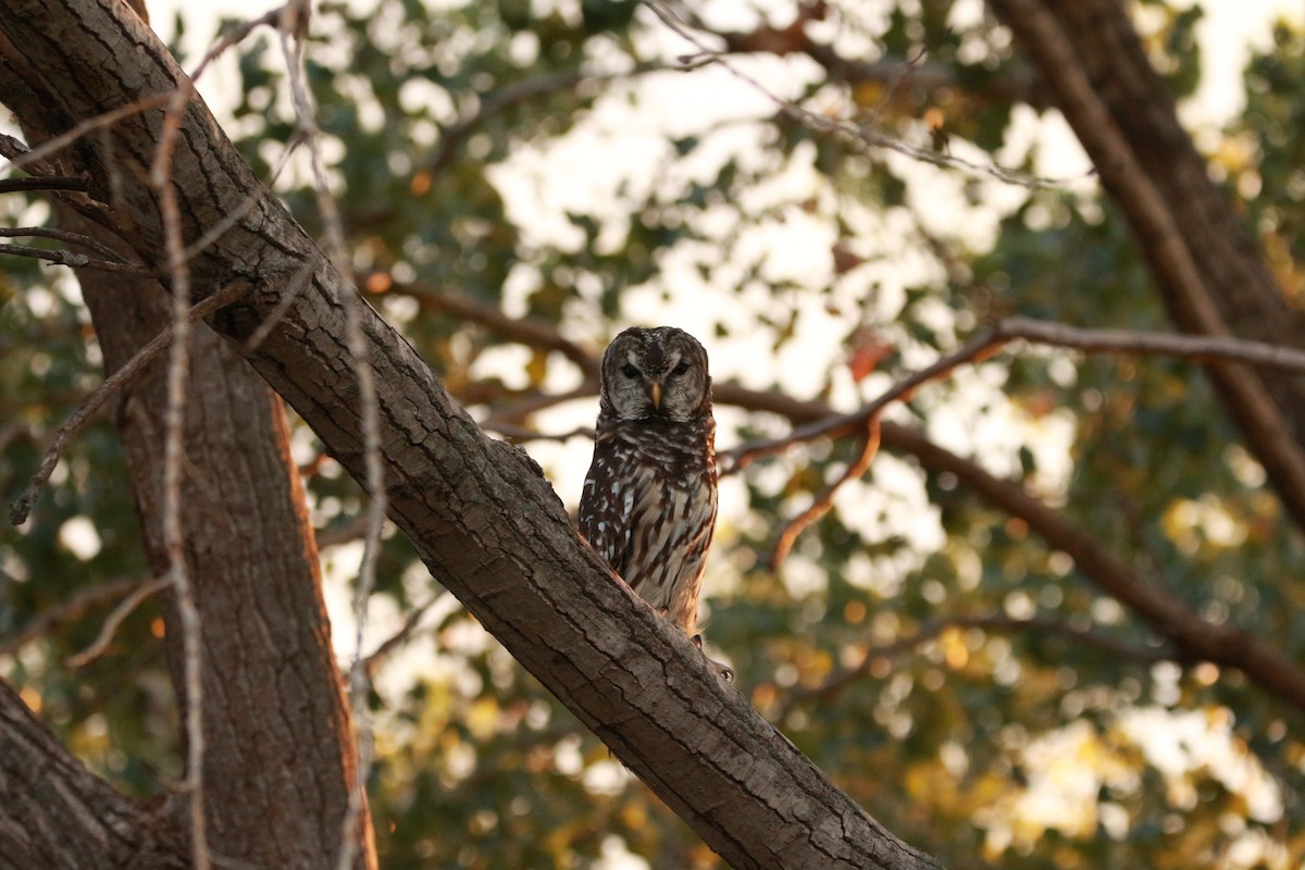 Barred Owl - ML624027202