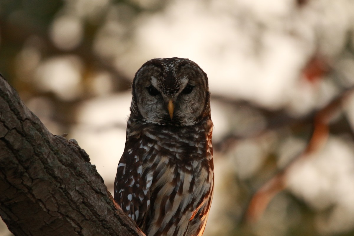 Barred Owl - ML624027203