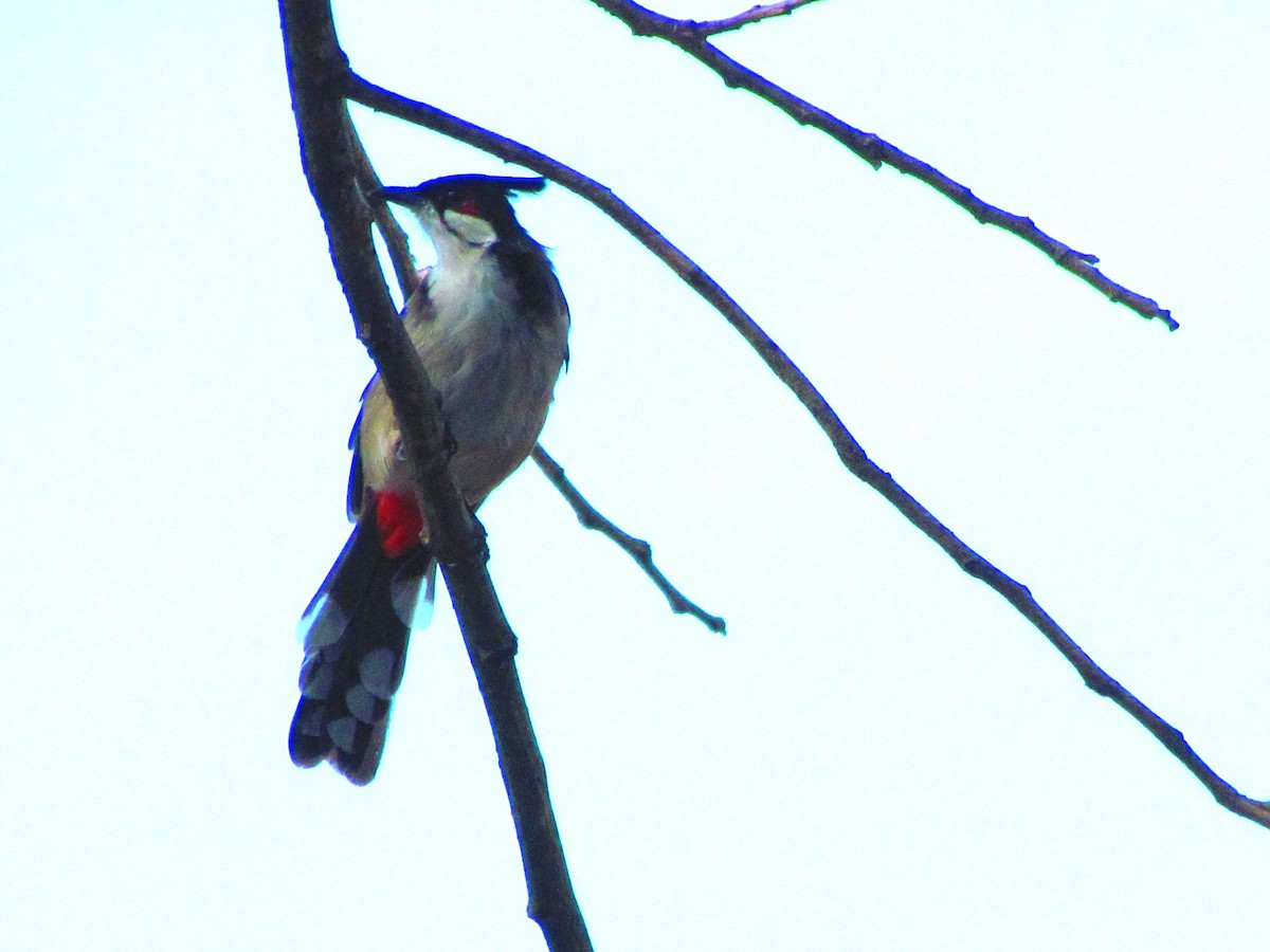 Red-whiskered Bulbul - ML624027204