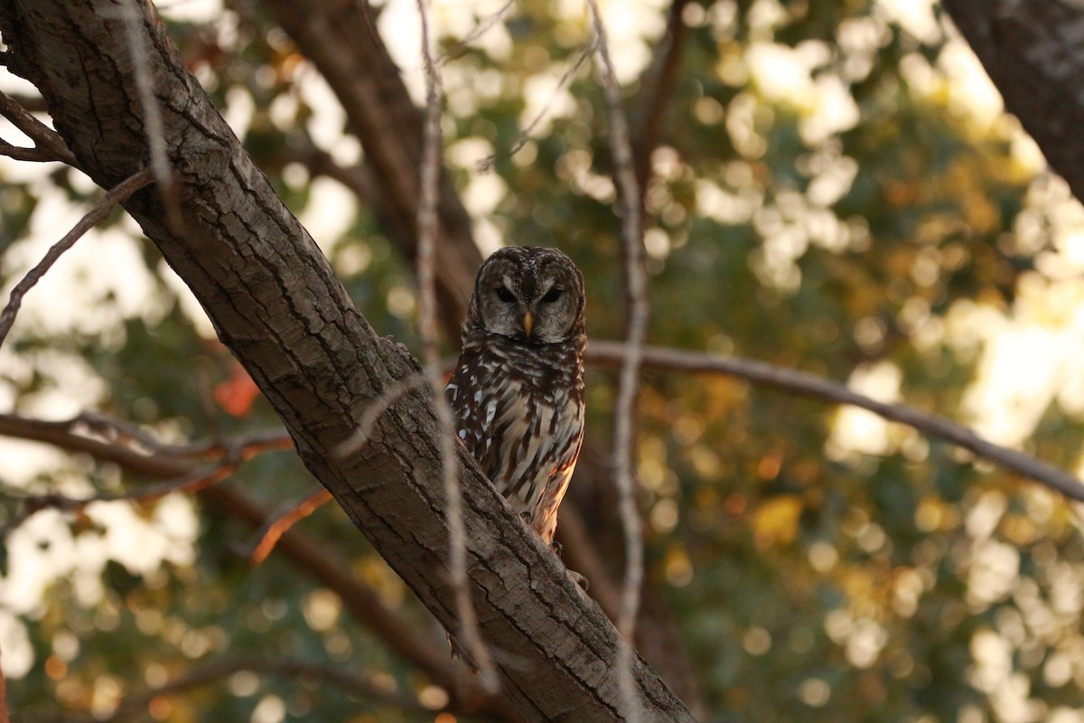 Barred Owl - ML624027206