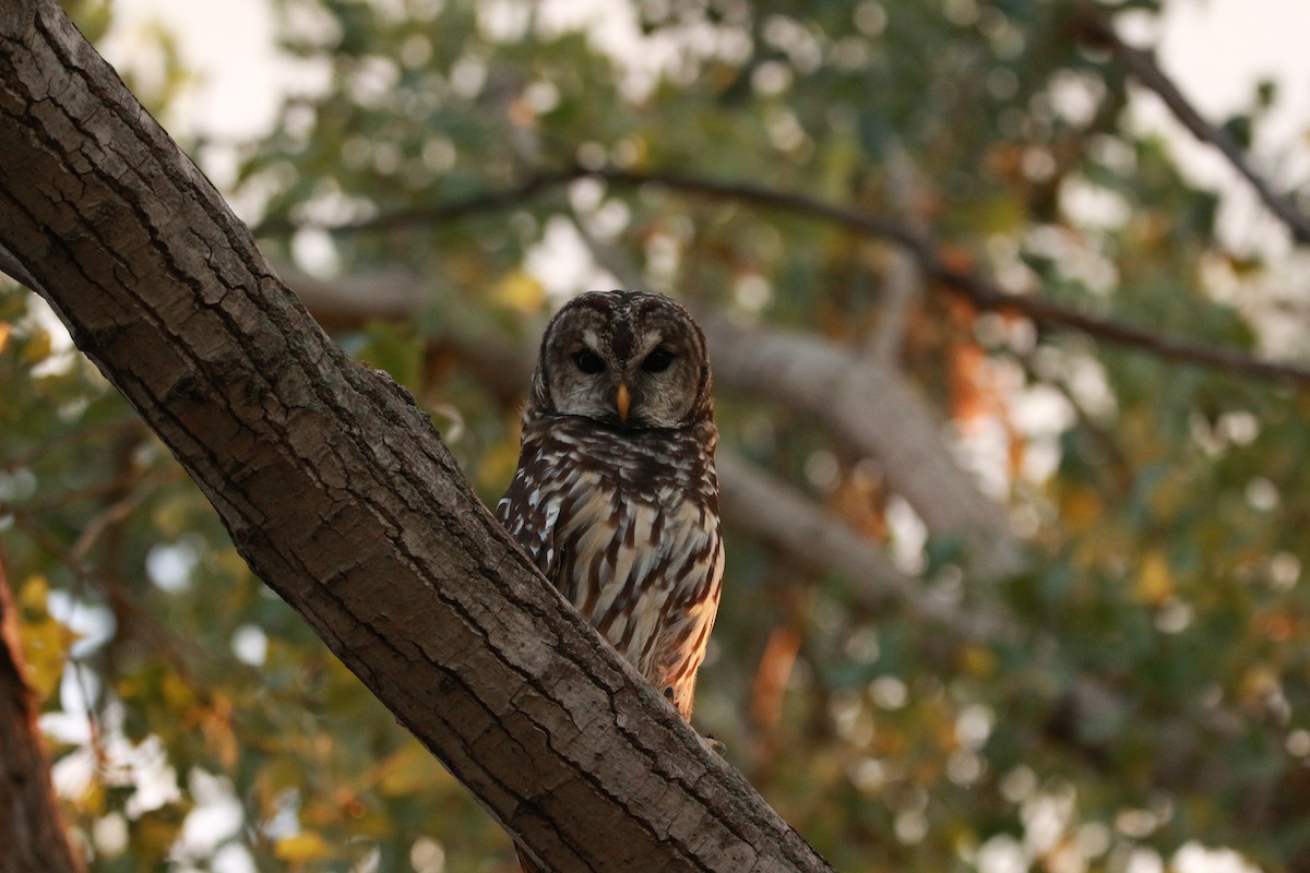 Barred Owl - ML624027208