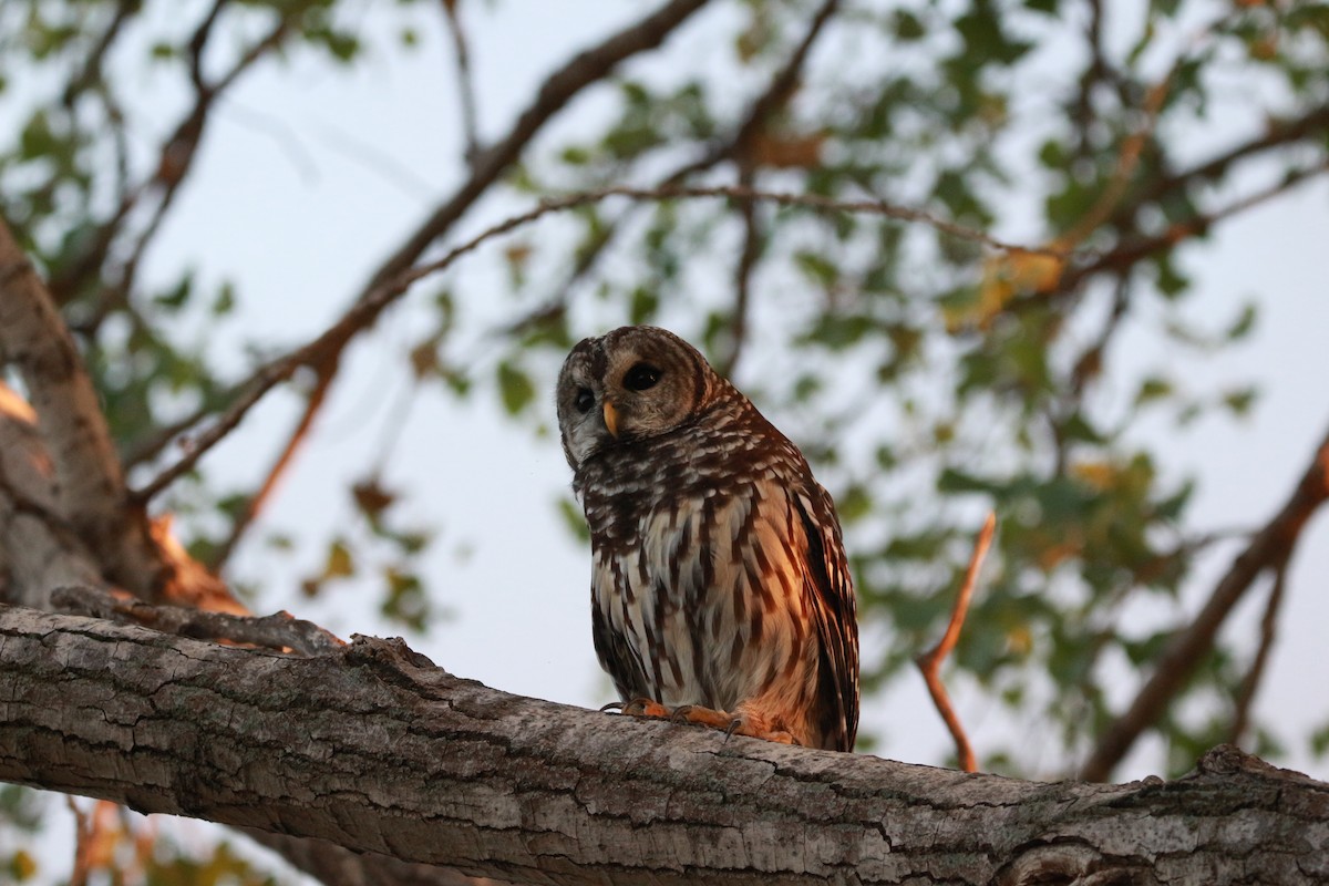 Barred Owl - ML624027209