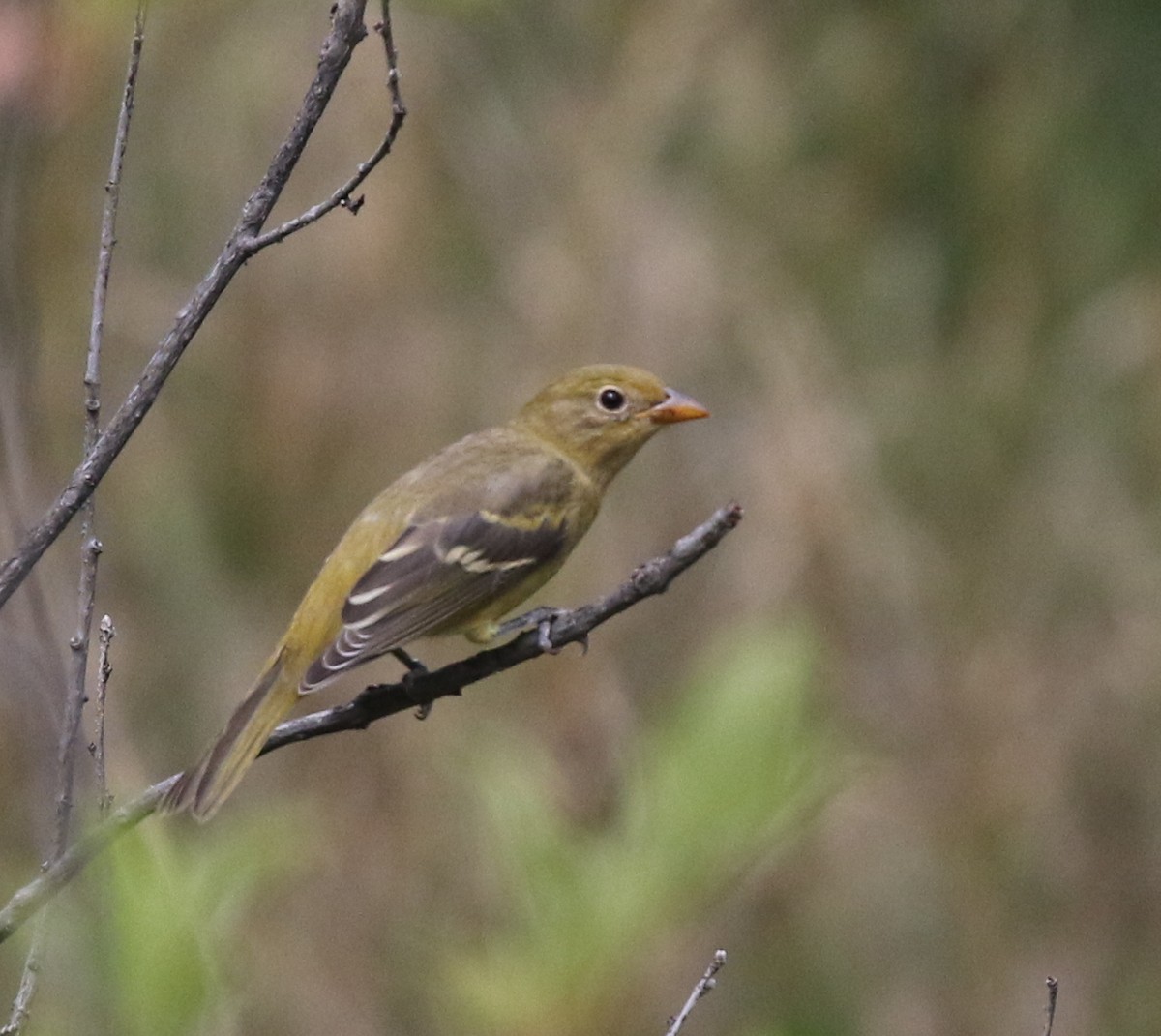 Western Tanager - ML624027211