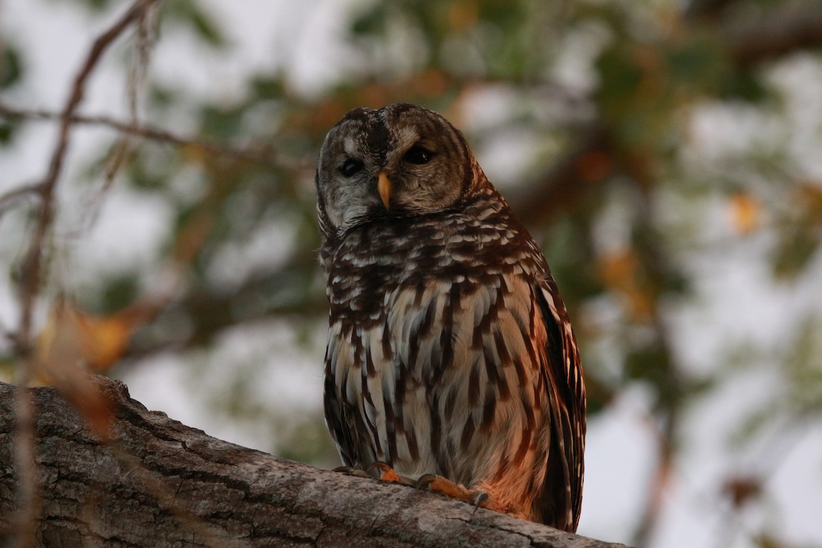 Barred Owl - ML624027213