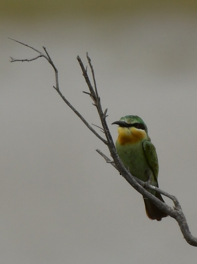 Blue-cheeked Bee-eater - ML624027218