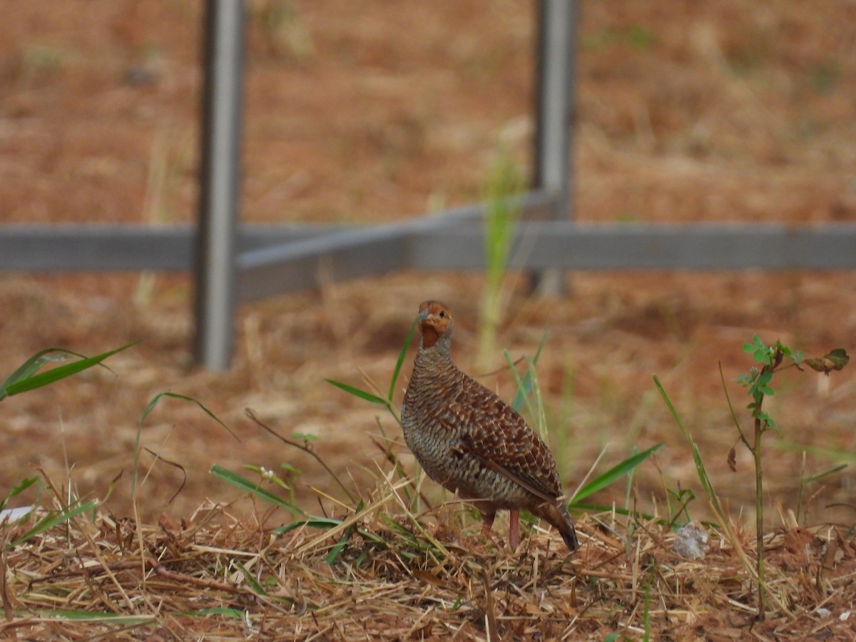 Gray Francolin - ML624027219