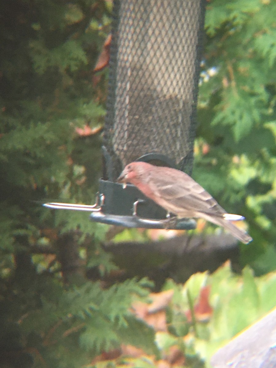 House Finch - Colette Ferri