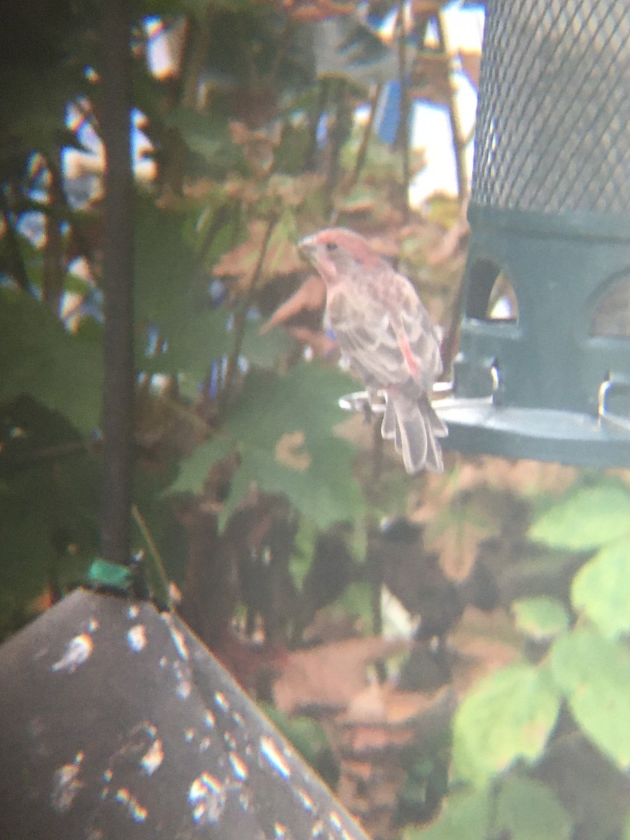 House Finch - ML624027232