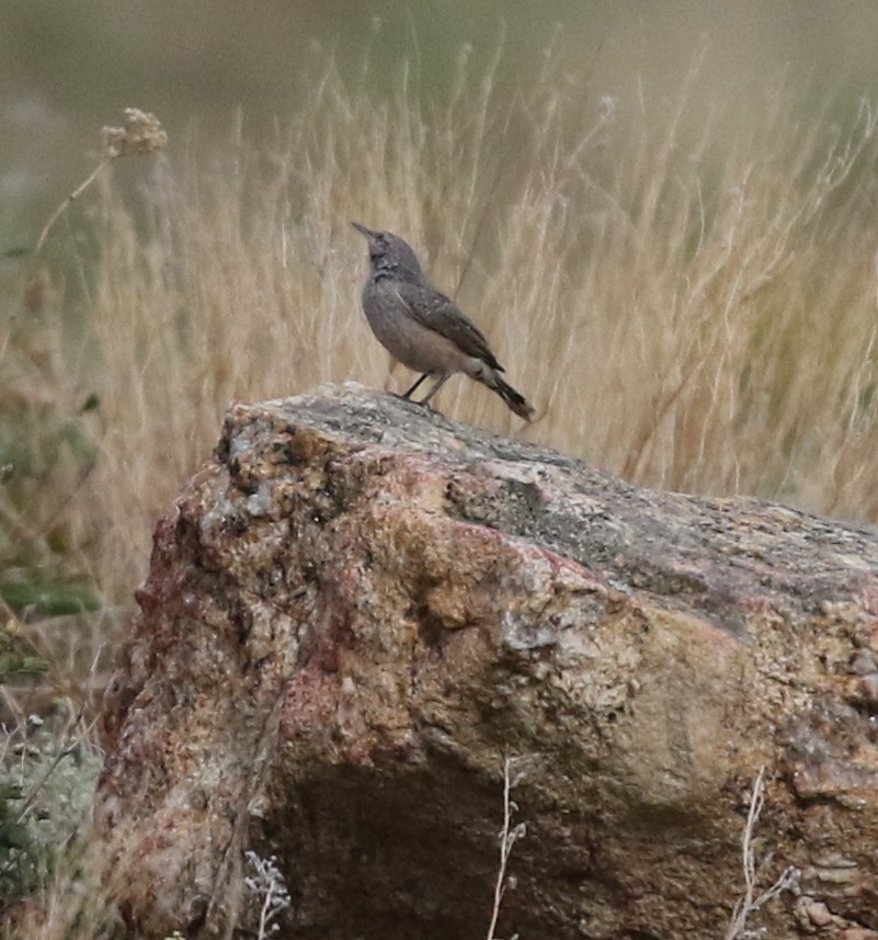 Rock Wren - ML624027235