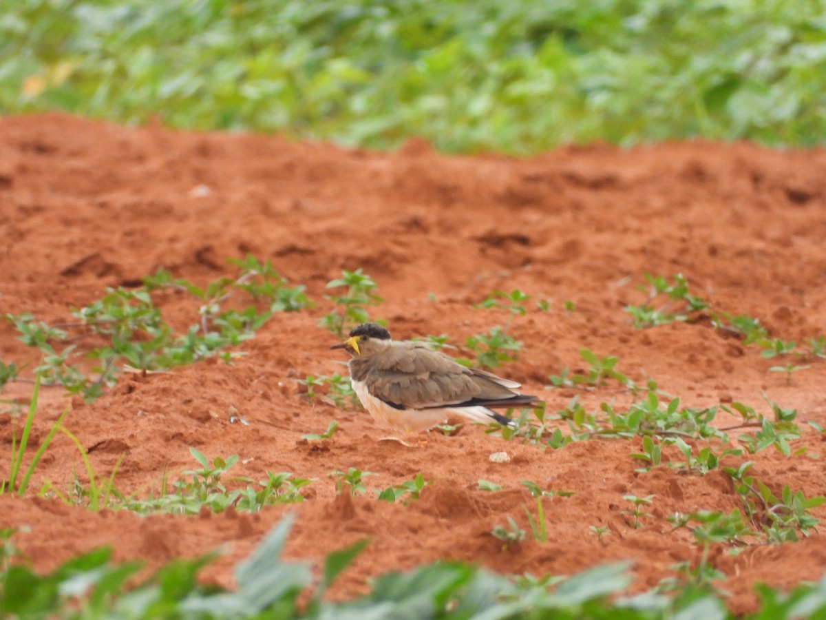 Yellow-wattled Lapwing - ML624027237