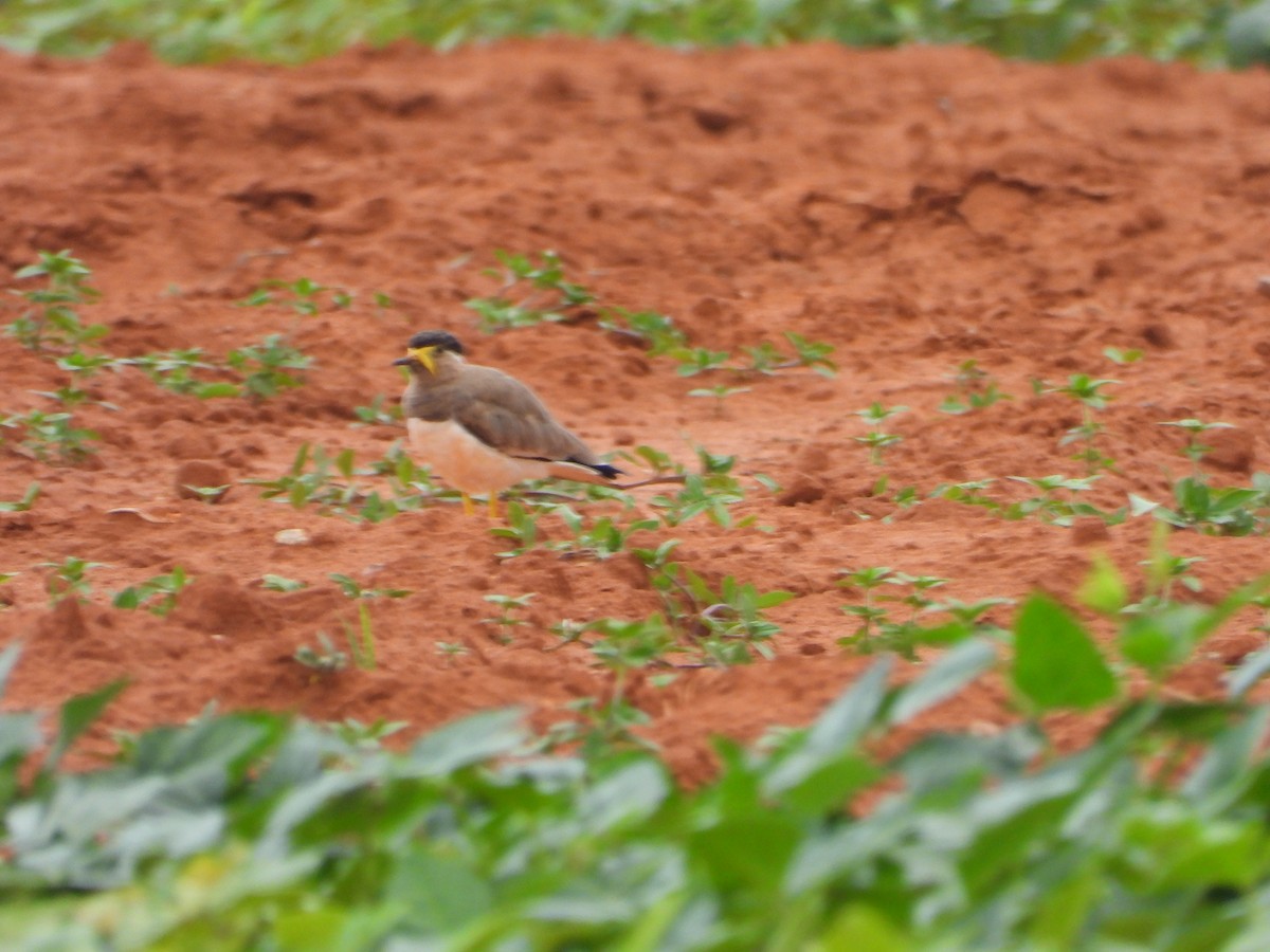 Yellow-wattled Lapwing - ML624027238